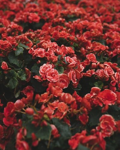 2026 Wedding Flower Trends: What Couples Want